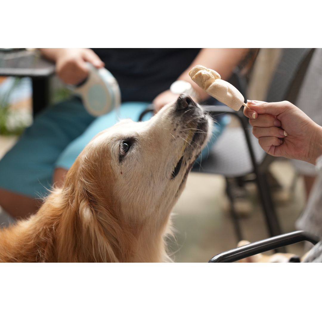 5 Delicious Human Foods that are SAFE to Share with Your Pets!