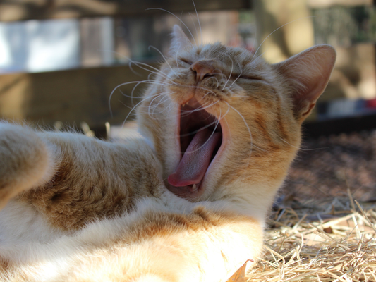 Spring Fever: 3 Signs Your Pet is Secretly Bored (And How to Fix It)