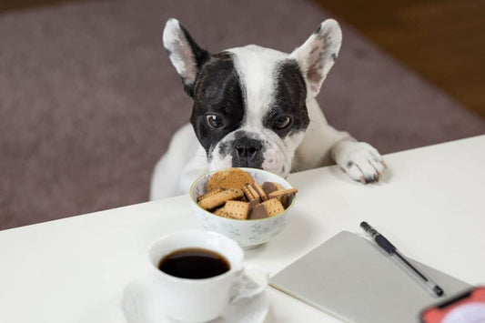 10 Foods your dog should never eat